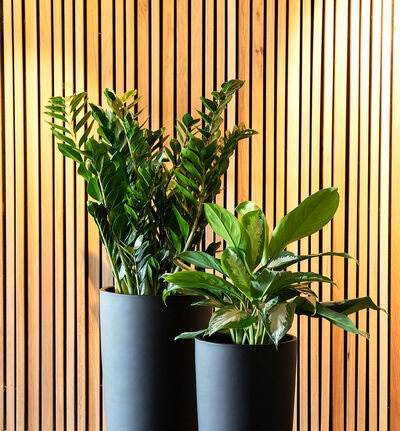 Zamioculcas 105 cm Zamioculcas 105 cm